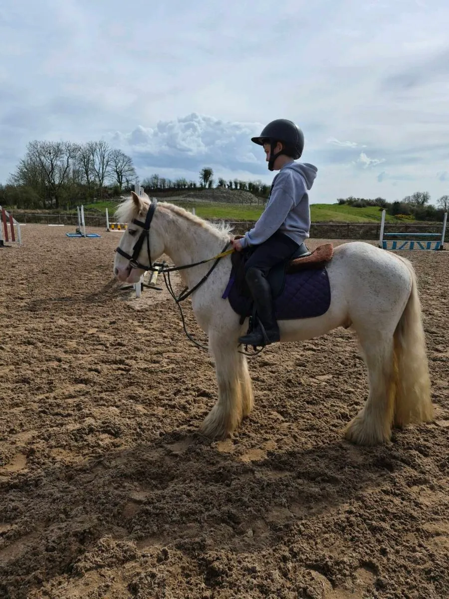 Perfect child's pony - Image 3