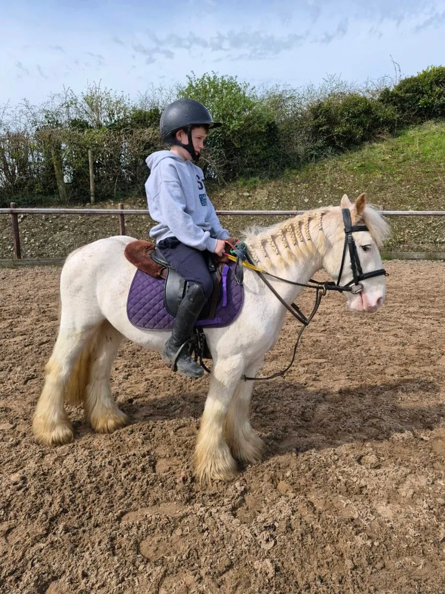 Perfect child's pony - Image 4