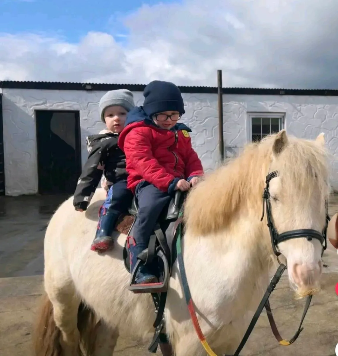 Perfect child's pony - Image 2