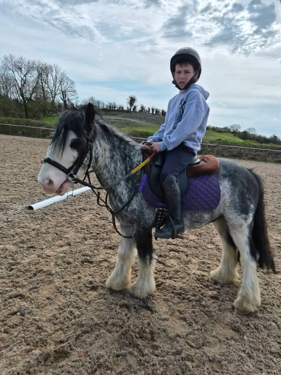 Perfect little toddlers pony - Image 1