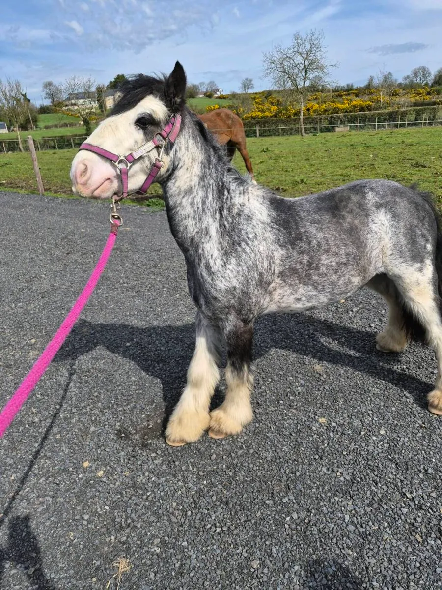 Perfect little toddlers pony - Image 3