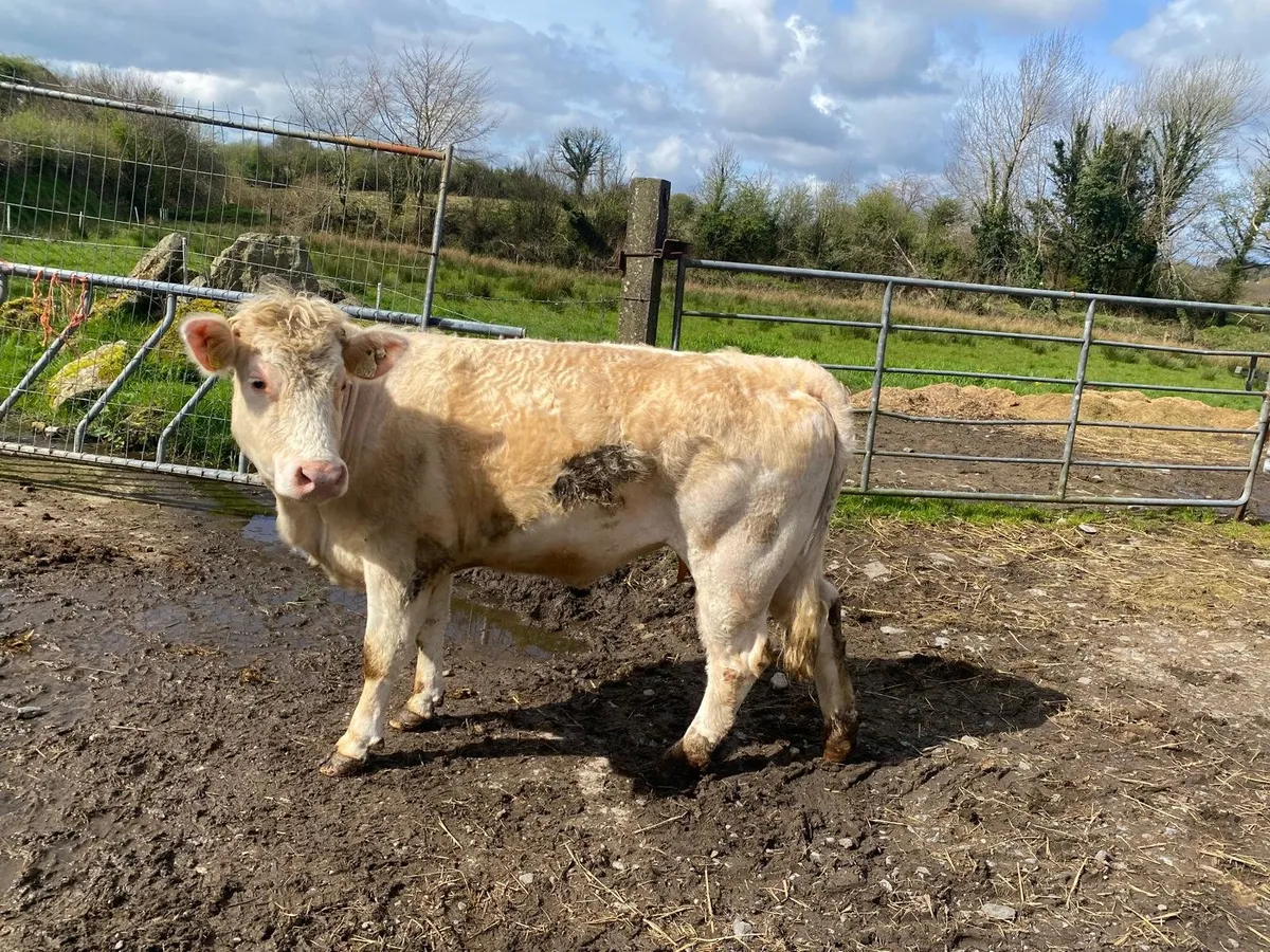 ✨️Heifer CHX✨️ - Image 1