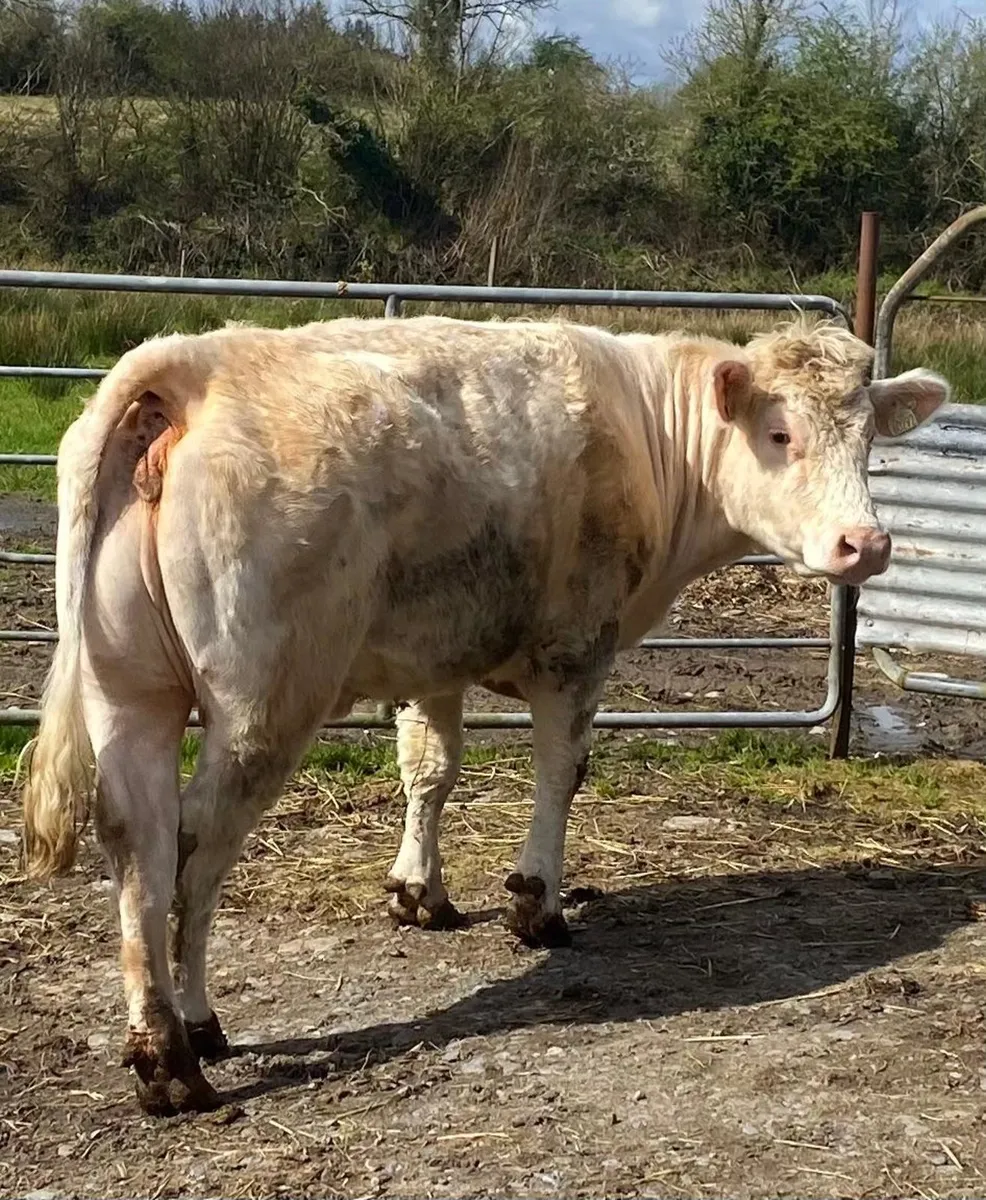 ✨️Heifer CHX✨️ - Image 2