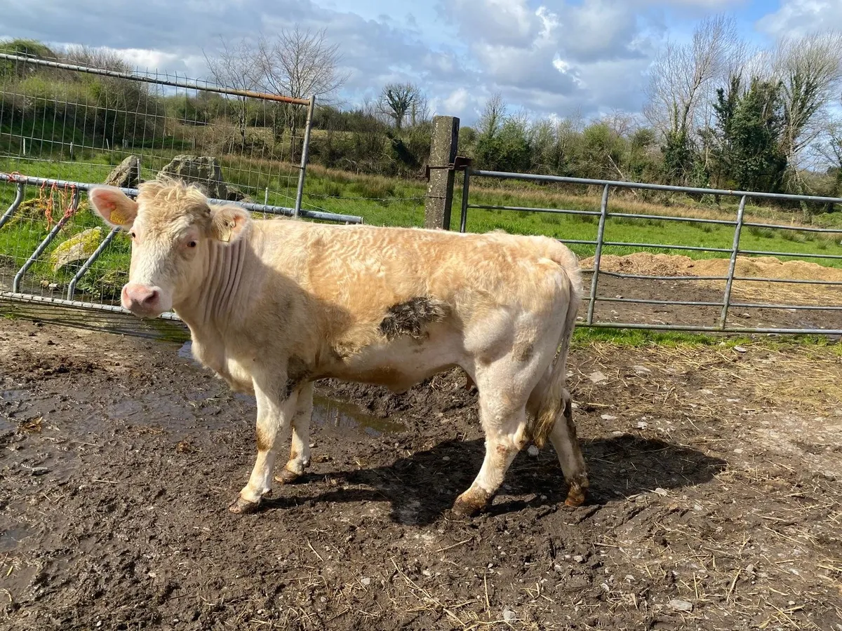 ✨️Heifer CHX✨️ - Image 3