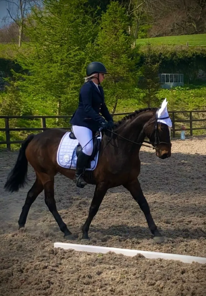 Perfect riding club horse - Image 4