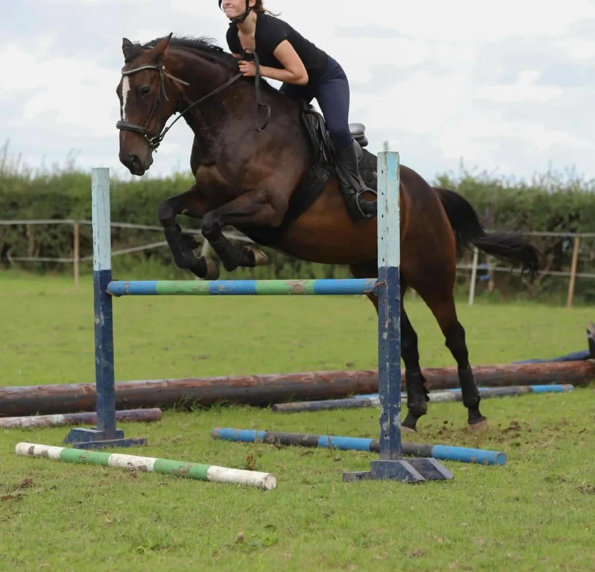 Perfect riding club horse - Image 1