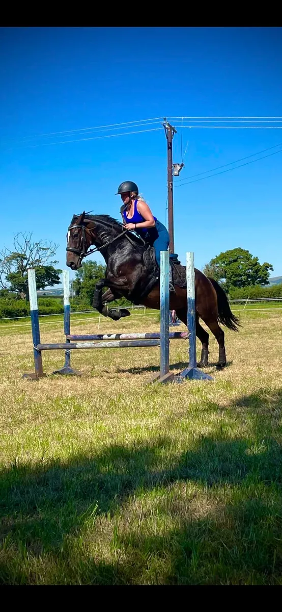 Perfect riding club horse - Image 2