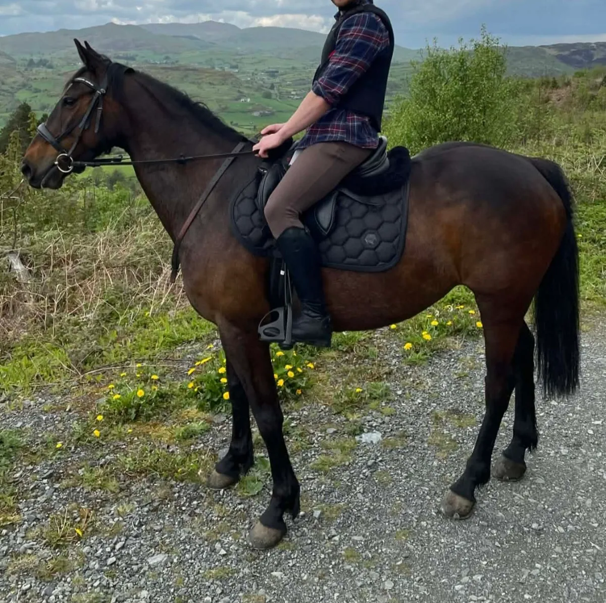 Perfect riding club horse - Image 3