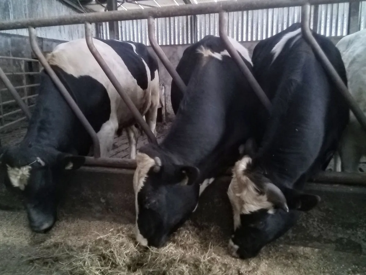 FRIESIAN BULLS - Image 1