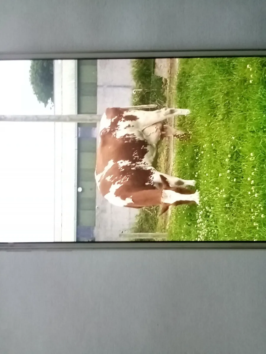 FRIESIAN BULLS - Image 4