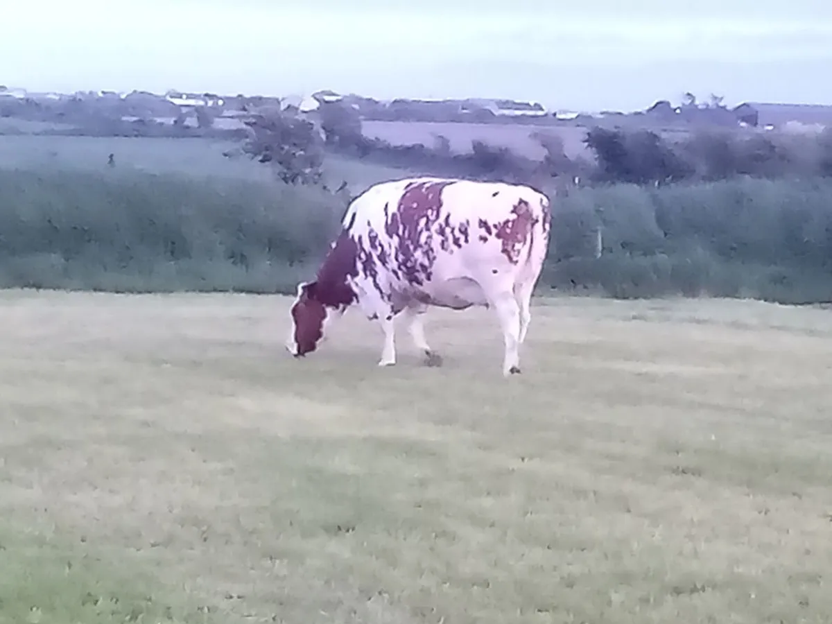 FRIESIAN BULLS - Image 2