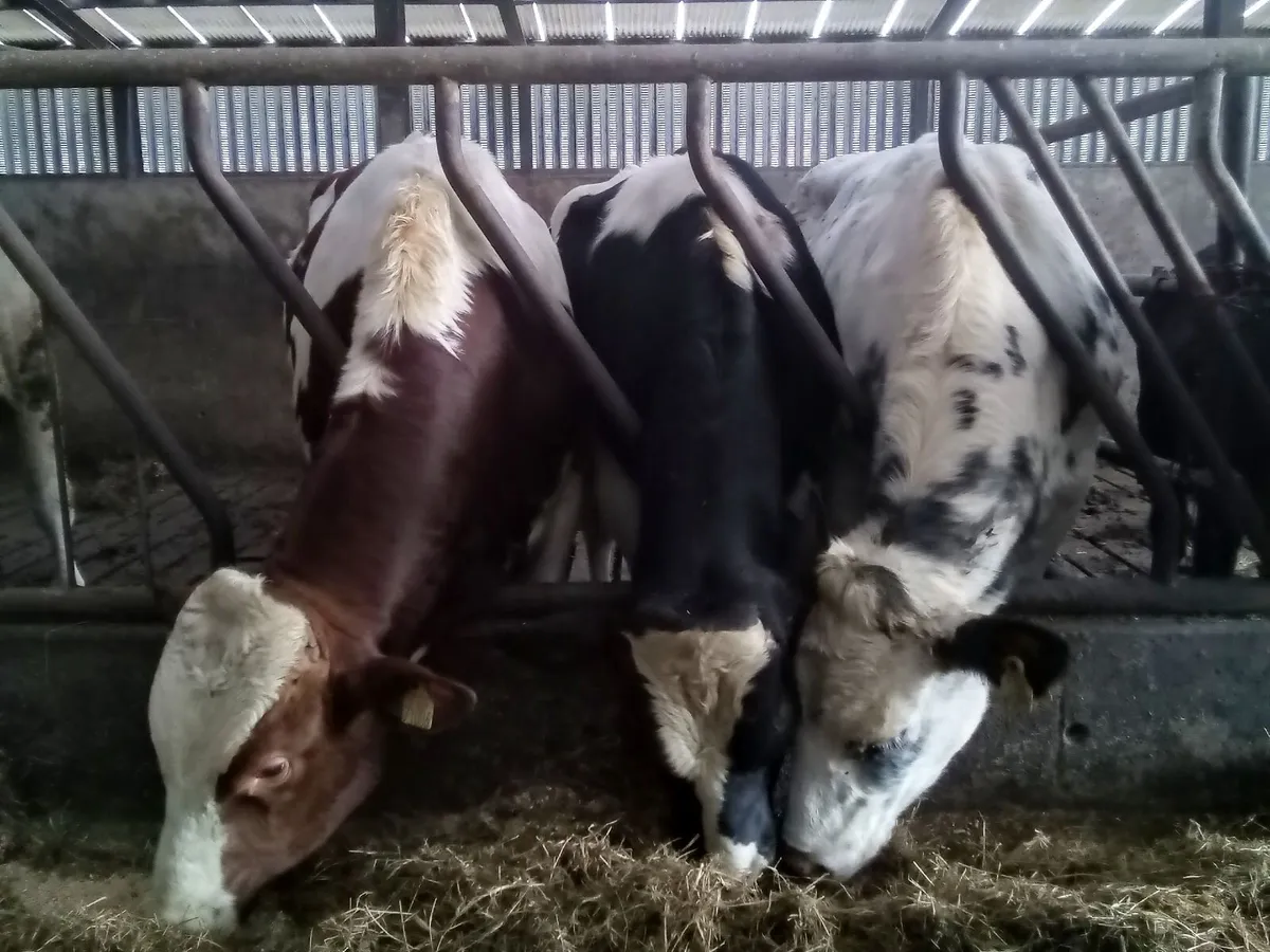 FRIESIAN BULLS - Image 3