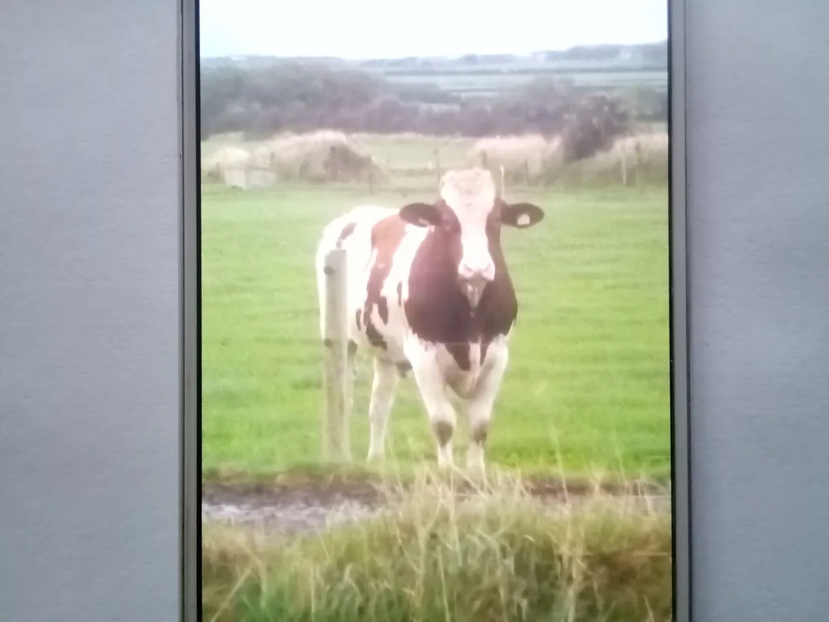 FRIESIAN and SHORTHORN Bulls - Image 1