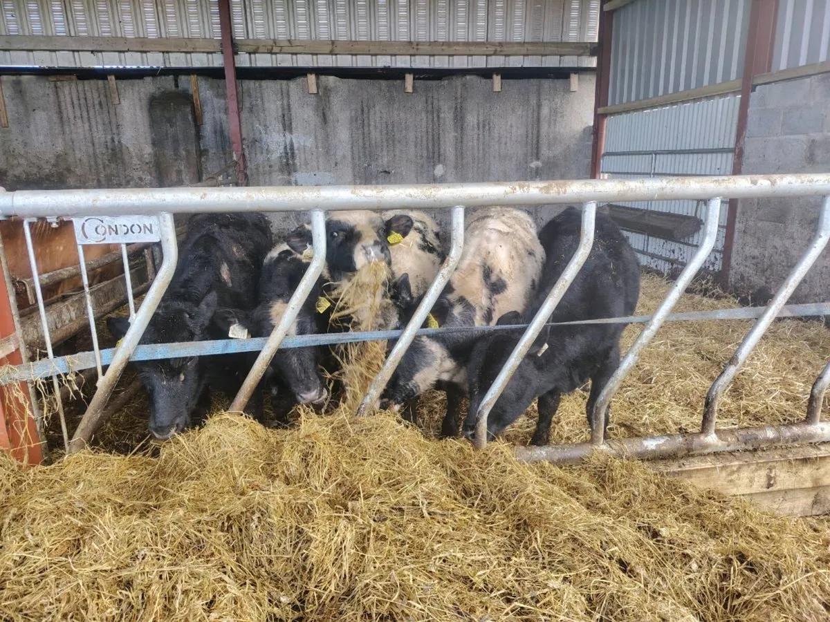 🔵⚫5 Angus and Belgium blue Weanlings⚫🔵 - Image 3