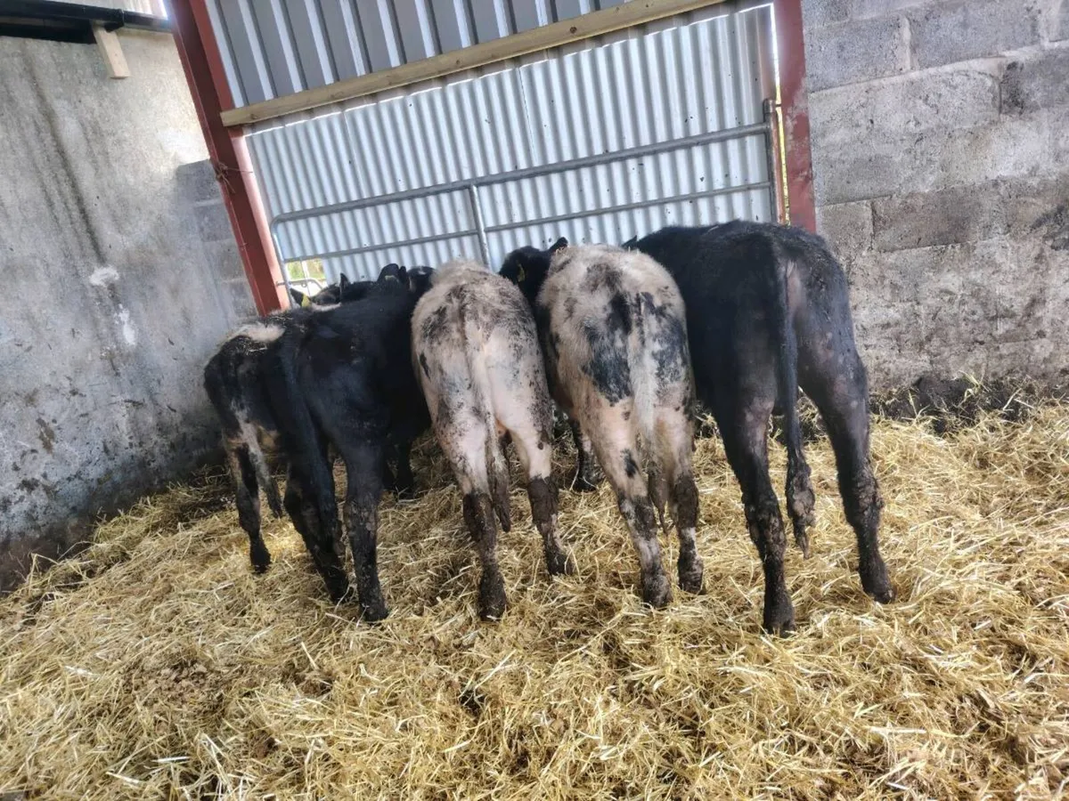 🔵⚫5 Angus and Belgium blue Weanlings⚫🔵 - Image 4