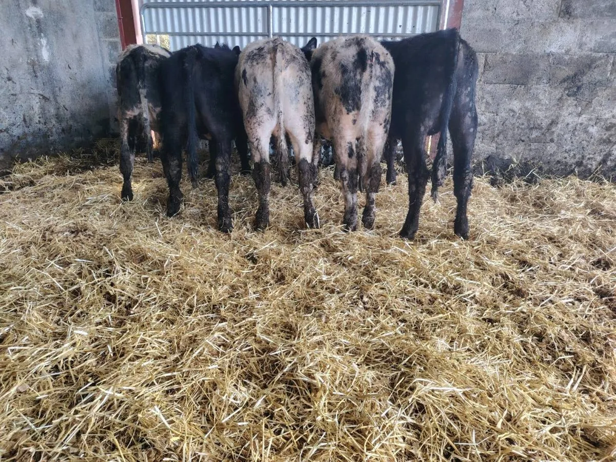 🔵⚫5 Angus and Belgium blue Weanlings⚫🔵 - Image 1