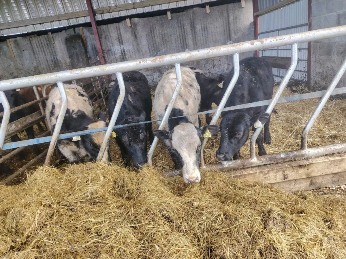 🔵⚫5 Angus and Belgium blue Weanlings⚫🔵 - Image 2