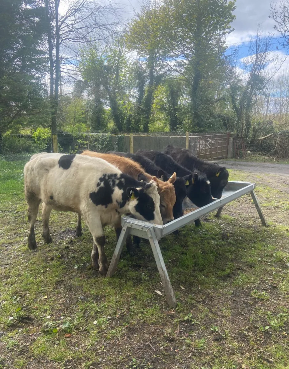 Five yearling heifers - Image 1