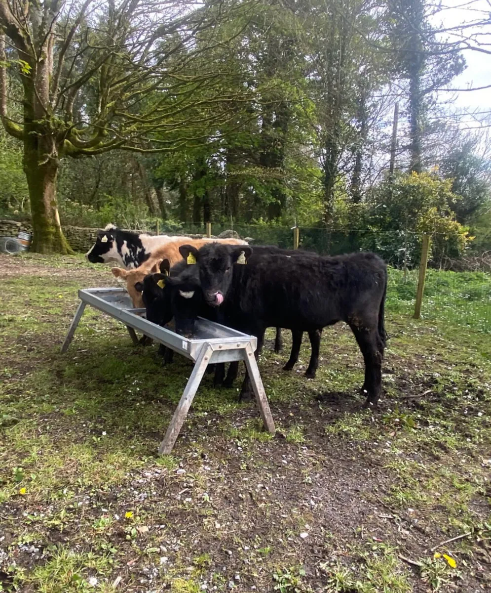 Five yearling heifers - Image 2