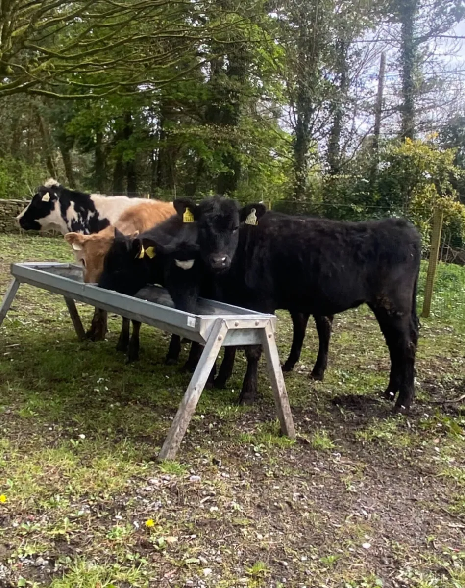 Five yearling heifers - Image 3