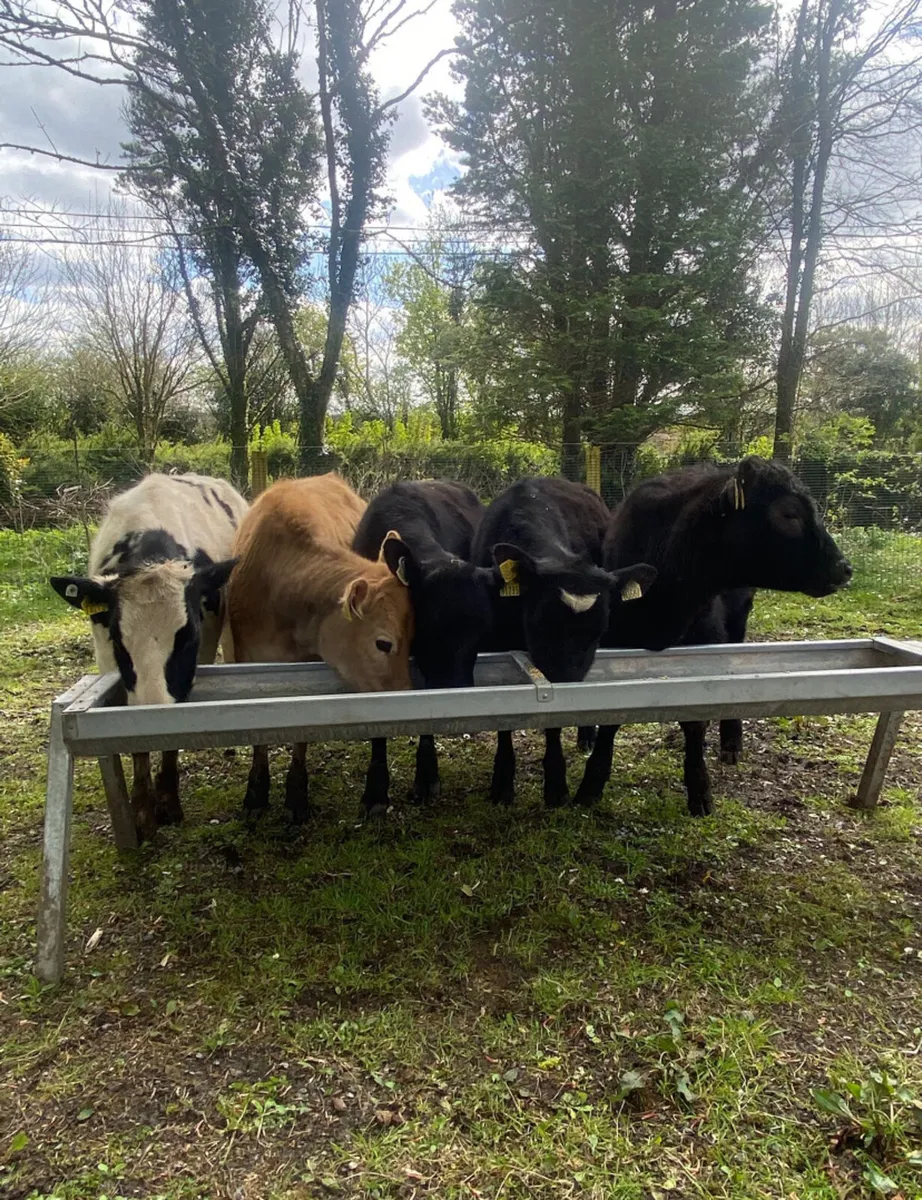 Five yearling heifers - Image 4