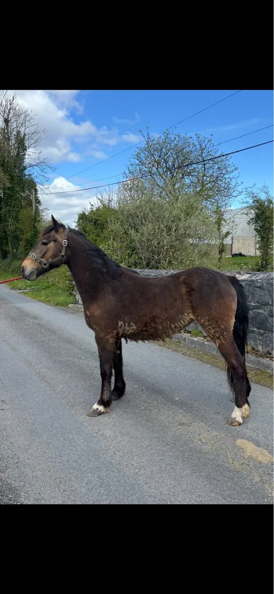 Smart Dun Filly - Image 1