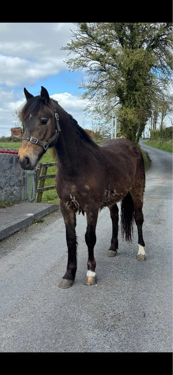 Smart Dun Filly - Image 2