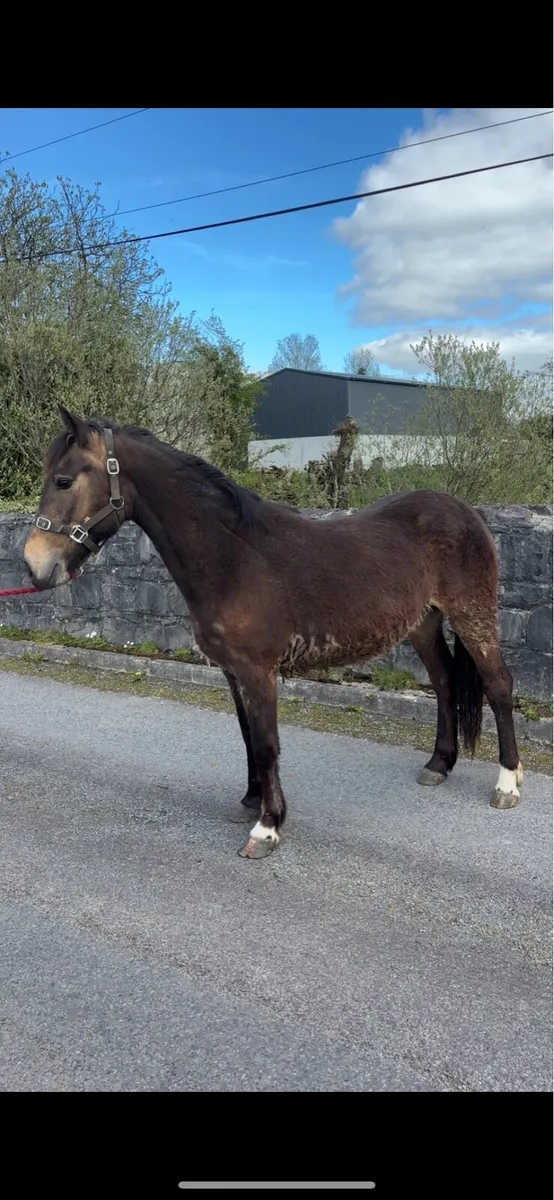 Smart Dun Filly - Image 3