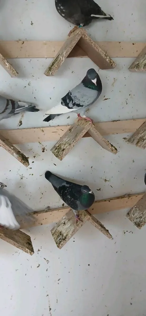 Racing pigeons - Image 1