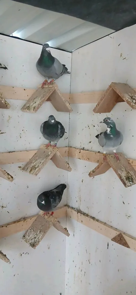 Racing pigeons - Image 2