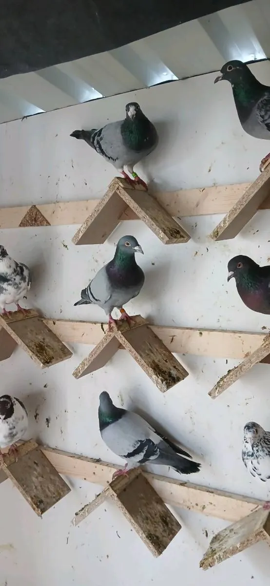 Racing pigeons - Image 3
