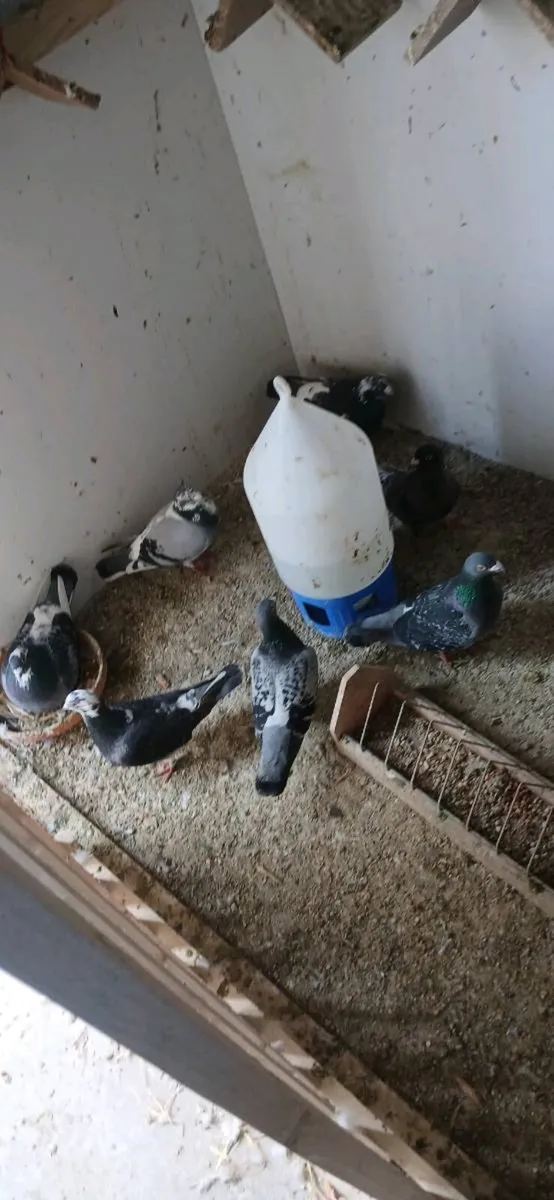 Racing pigeons - Image 4