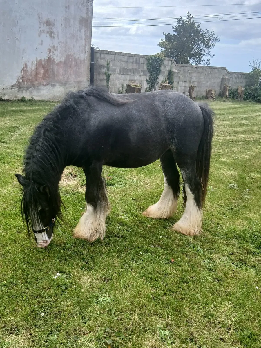 Heavy colt 13.1hh....3yo will be heavy - Image 1