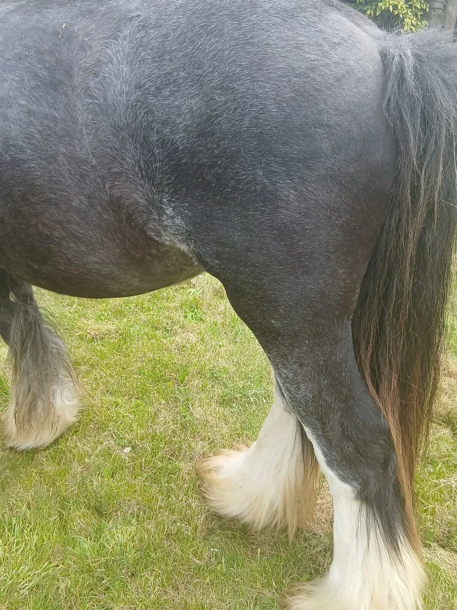 Heavy colt 13.1hh....3yo will be heavy - Image 4