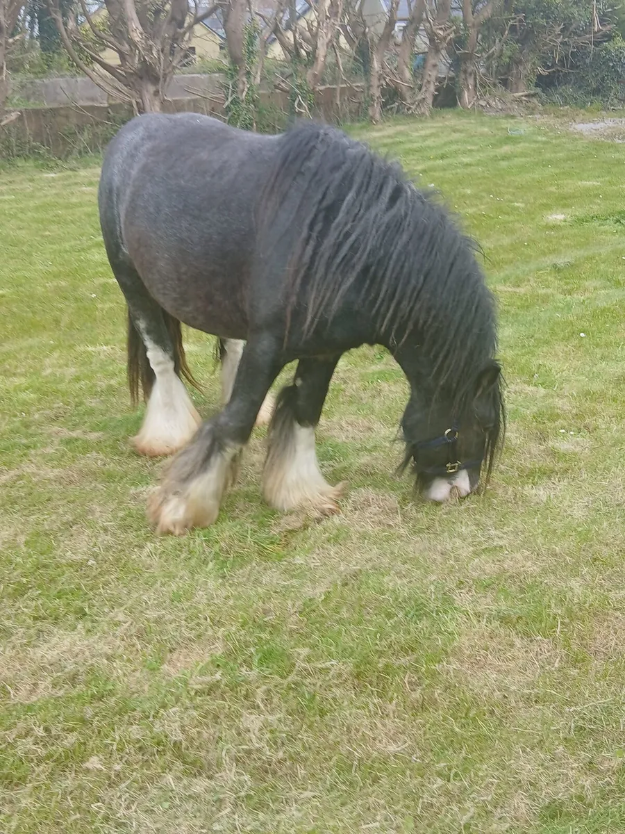 Heavy colt 13.1hh....3yo will be heavy - Image 3