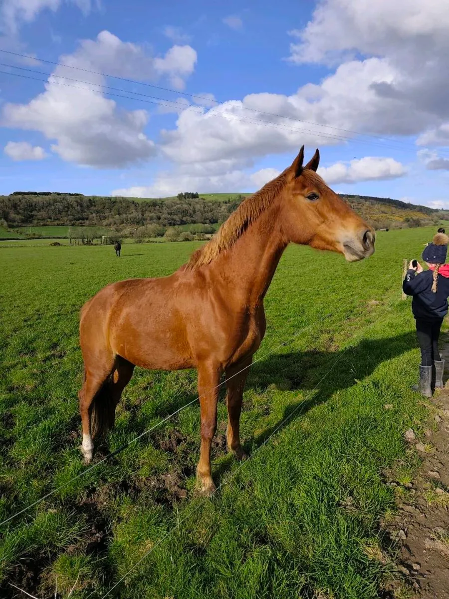 4yr old mare ( ISH) - Image 1
