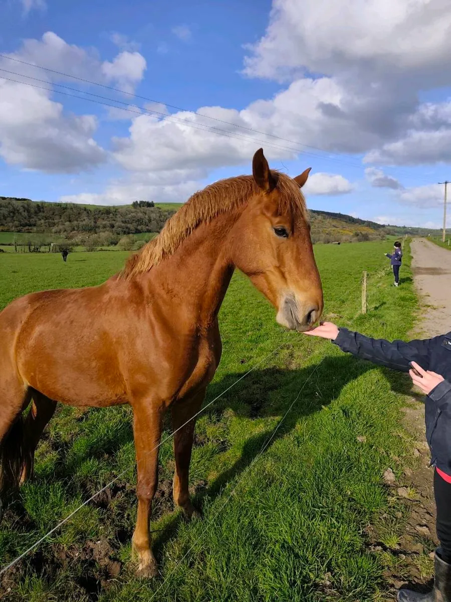 4yr old mare ( ISH) - Image 2