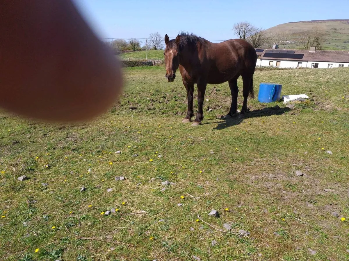 Crosstown Dancer mare - Image 1