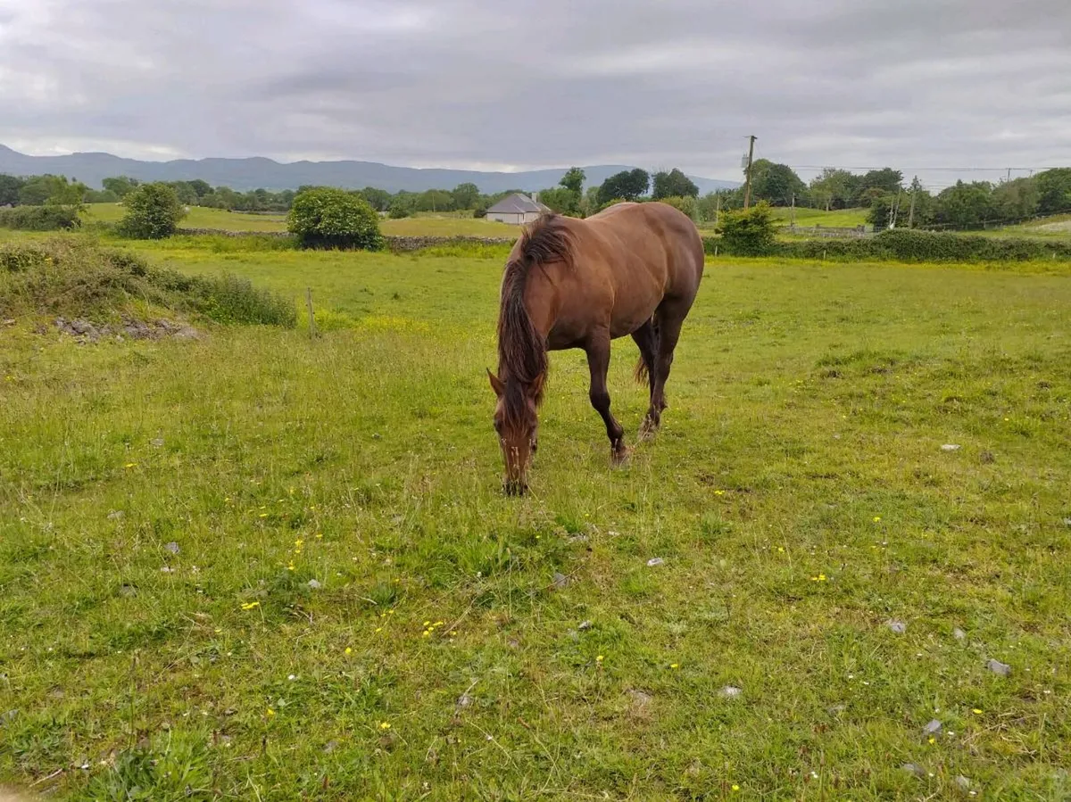 Crosstown Dancer mare - Image 2