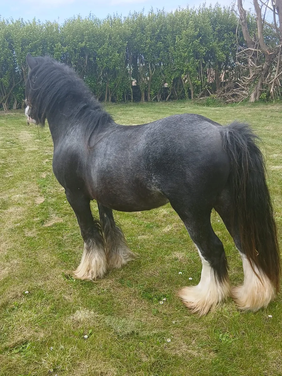 Heavy colt 13.1hh....3yo will be heavy - Image 2