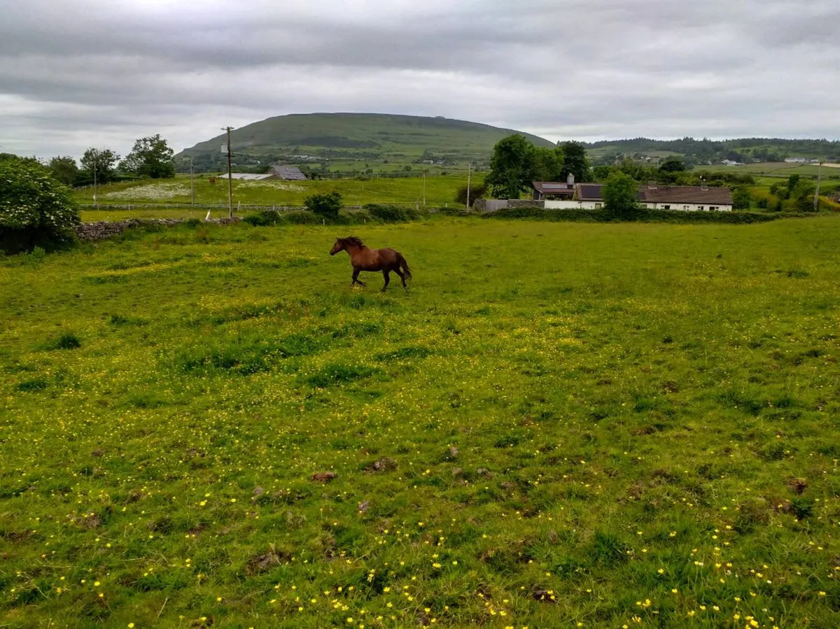 Crosstown Dancer mare - Image 3