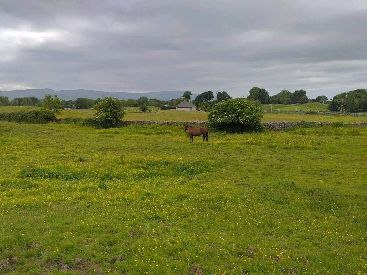 Crosstown Dancer mare - Image 4