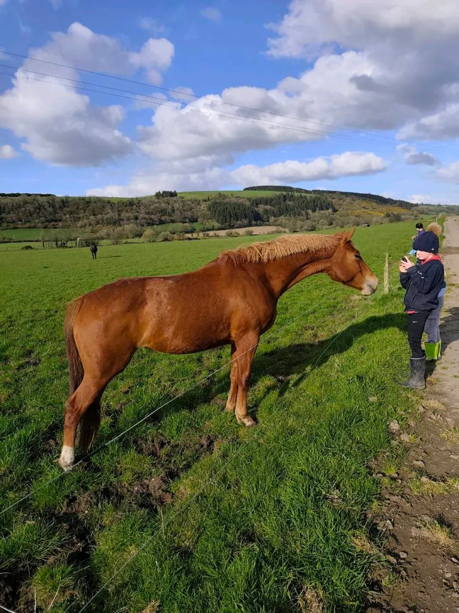 4yr old mare ( ISH) - Image 3