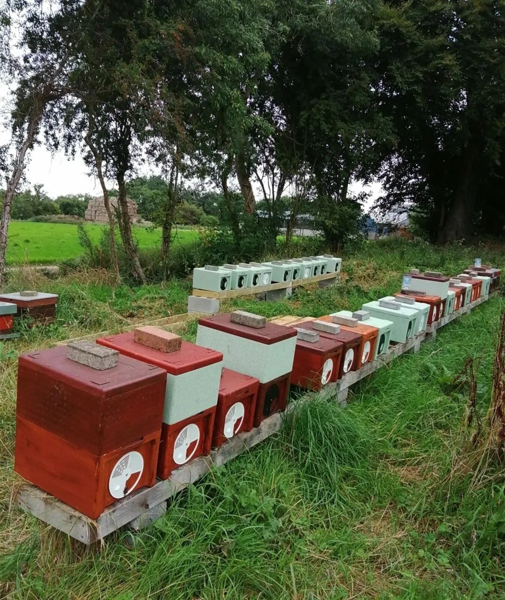 Bee Nucs,  Native Black bees,  Six frames - Image 1