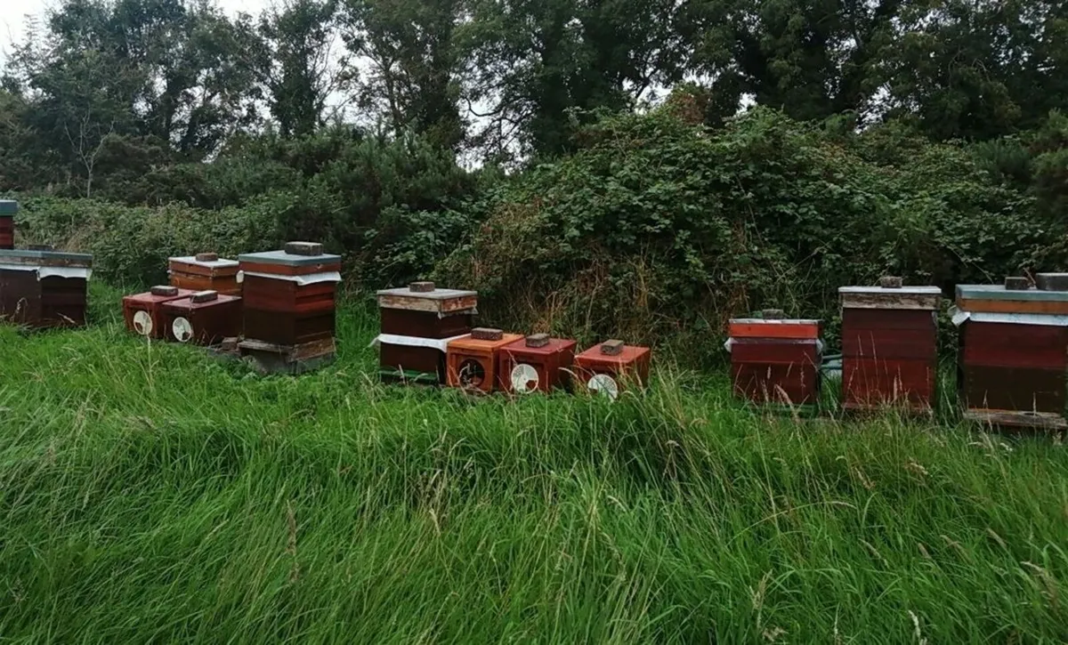 Bee Nucs,  Native Black bees,  Six frames - Image 2