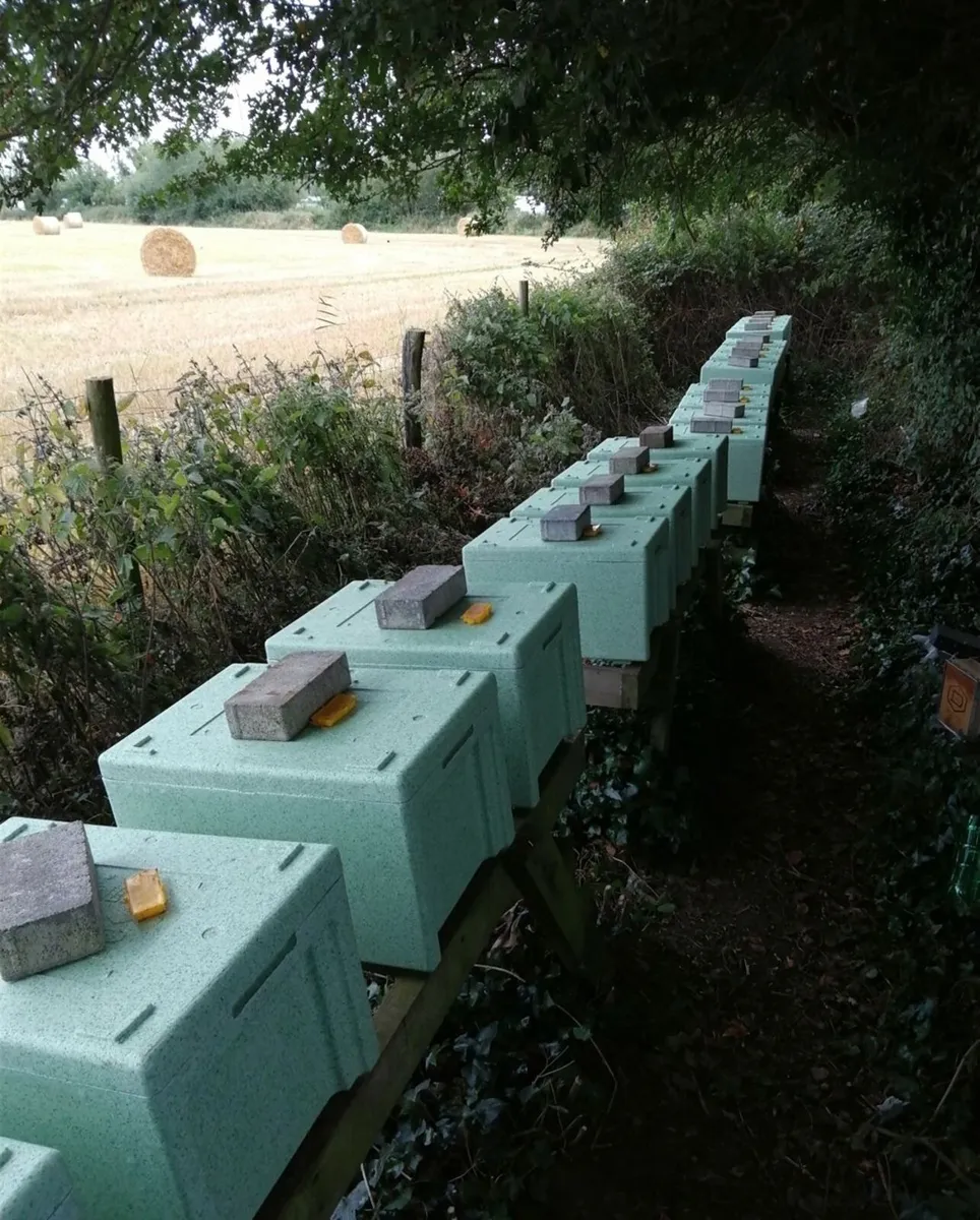 Bee Nucs,  Native Black bees,  Six frames - Image 3