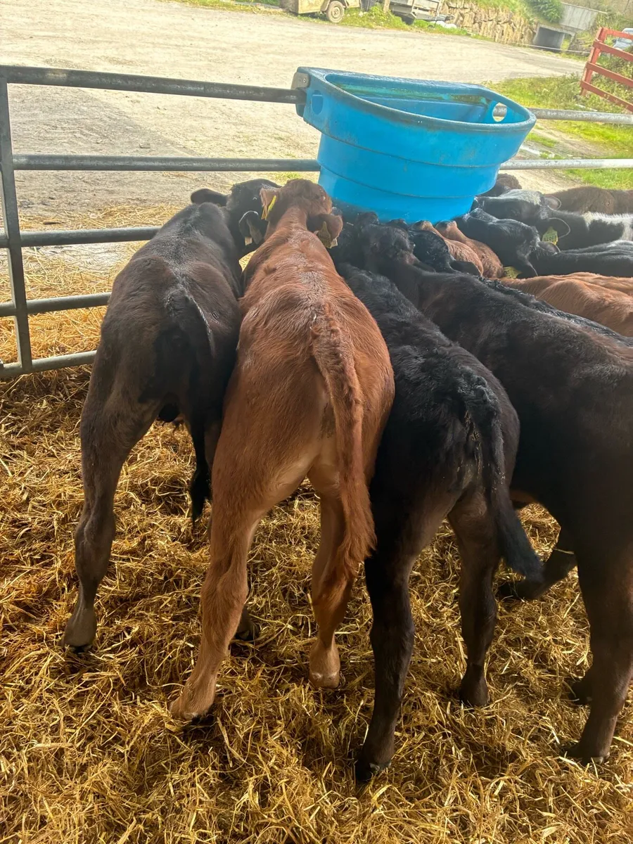 LMX and BBX CALVES - Image 3