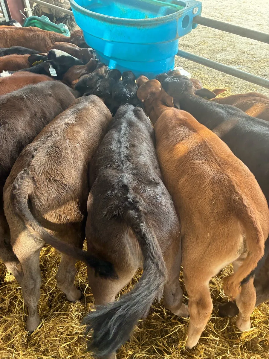 LMX and BBX CALVES - Image 4