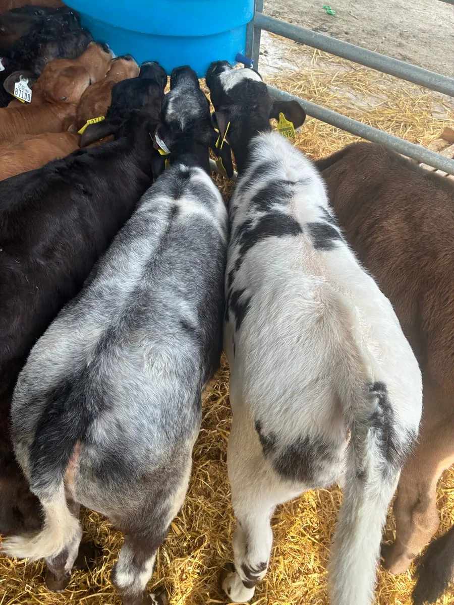 LMX and BBX CALVES - Image 1