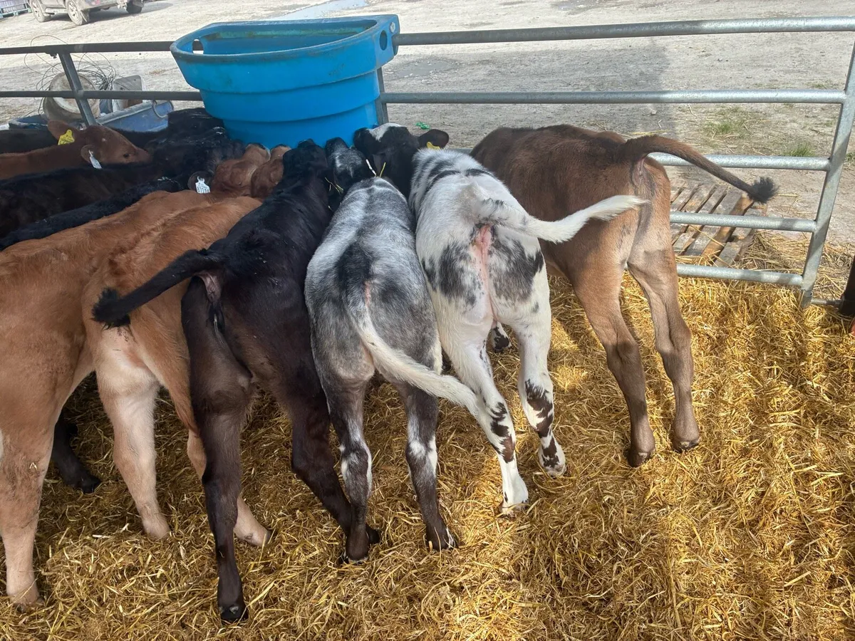 LMX and BBX CALVES - Image 2